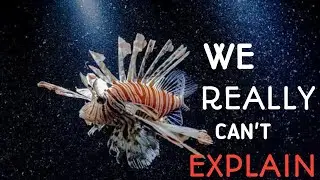 Why the Deep Ocean Turns Animals Into Living Nightmares