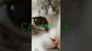CAT FIGHT...#pets #animals #fightinganimals #cute #animallover