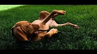 A Day In The Life of a Vizsla | Vlog 67
