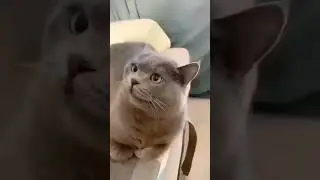 Funny cats🤣🤣🤣 #dailypaws #funnycats  #funnyvideos #animallover #animals