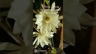 Fleeting Beauty