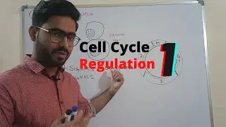 cell cycle control | Regulation of Cell cycle 1 (urdu/hindi)