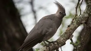 Dawn chorus 30: The Grey Go-away Bird (Bird Call Audio)