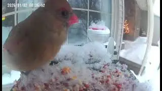 Northern Cardinal At Delmoko's Bird Feeder 1-2-2026 🐦 🐦&zwj;⬛🦜