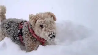 Lakeland Terrier Pucki - Fun in the snow by ilicochannel