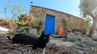 Shed Plans, Garden Chaos, & I'm ADOPTING - Off Grid Portugal Homestead
