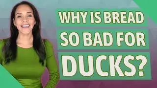 Why is bread so bad for ducks?