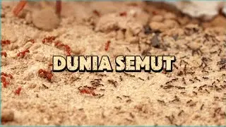 WAR & SLAVERY IN THE WORLD OF ANTs #ants #animals