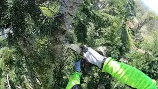 Pour ceux qui aiment les arbres🌲🥰