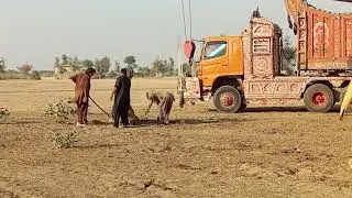Camels cholistani loading track 