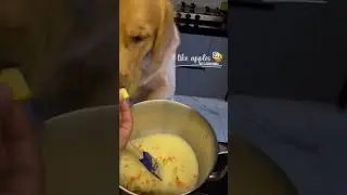 How to make cake 🎂 for dogs 🐶 | Easy dog cake 🍰recipe #shorts #birthday #baking #dogs #subscribe