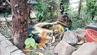 Cutest Monkey and Dog Ever Seen! #monkey #monkeyvideos #monkeychallenge #monkeydluffy