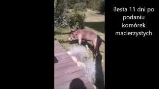 Terapia z wykorzystaniem allogenicznycch komórek macierzystych
