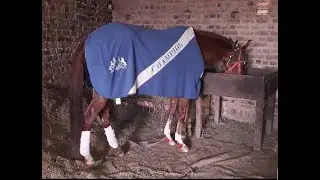 NaseebaWali VS Black Australian Horse Full Race 14.11.2021 Naseebawali Win 🏆 From Lahore Pakistan 🇵🇰