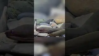 TOP 5 novas ESP&Eacute;CIES descobertas em 2025! 🌎🧬 - Animais Incr&iacute;veis! 😯 #curiosidades #natureza #animal