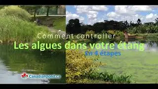 Comment controller les algues dans un &eacute;tang en 4 &eacute;tapes