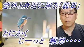 野鳥を撮る！カワセミ 撮影の楽しみ方