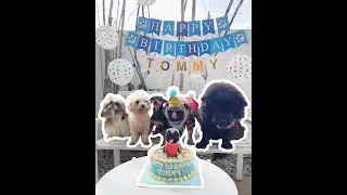 HAPPY 1st BARKDAY TOMMY!