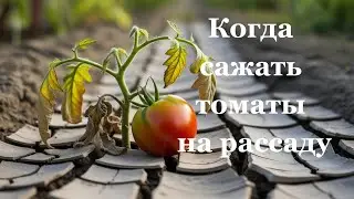Когда сажать томаты на рассаду?