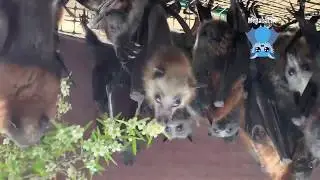 Baby flying-fox loves her blossom:  this is Whiffle.