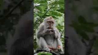cute Monkey shorts #shorts #monkeyantics #monkey #monkeyshortsvideo