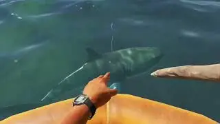My First Encounter With A Great White Shark In Stranded Deep! (Yes I am terrified of sharks)