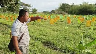 Agarwood plantation. make artificial shading