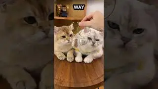 Шерсть непослушного кота превращается в 3D-сюрприз! 🎁😍❤️