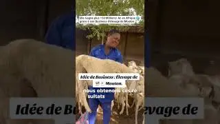 id&eacute;e de business Rentable : &Eacute;levage de Mouton 🐑 en Afrique 🌍 #farming #agribusiness #sheepfarming