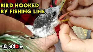 Rescuing a Bird That Was Tangled In Fishing Line || WooGlobe