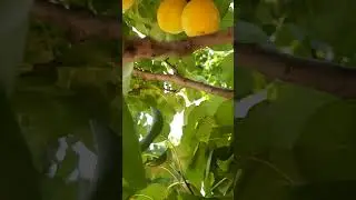 Yellow Apricot | Apricot Tree in My Home | #fruit