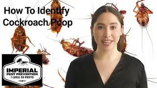 How do I Identify Cockroach Poop?