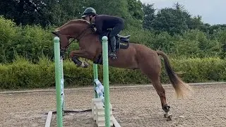 Fabulous 🦄 4 yr old chestnut gelding 