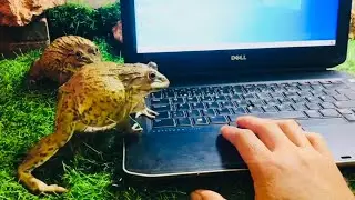 Brave bullfrog/ Don&rsquo;t touch my computer 💻/ sweet family frog