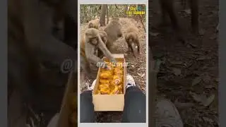 Every Bhandara Story 🤣 Funny Animals Dubbed Video #shorts #voiceover #rjstomar