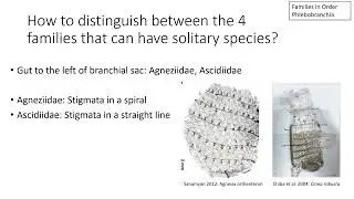 Order Phlebobranchia in Class Ascidiacea