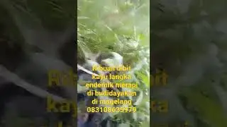 #merapimountain #kayulangka #merapi #shorts #subscribe #short  #merapisiaga #viral #dodonaeaviscosa