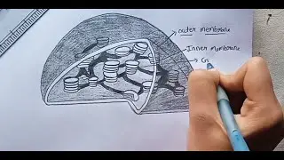How to draw chloroplast please Support and subscribe