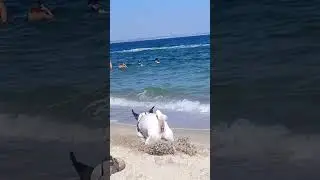 Dog Digger: Beach Special Deals