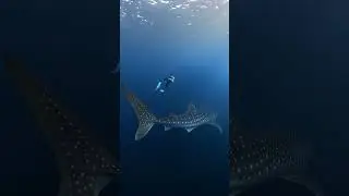 Whale Shark vs Human Size Comparison 🎬 Acep Saepulloh #Shorts #SharkWeek