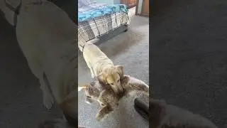 How to know if your dogs is a  hunting dog. #hunting #dog #fyp #birds