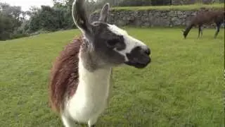 A llama eating grass at Machu Pichu