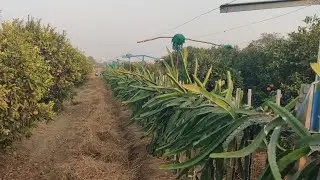 How to care for a dragon fruit plants in winter?