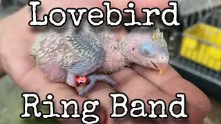 How to Put Ring Band on Lovebirds | Purpose