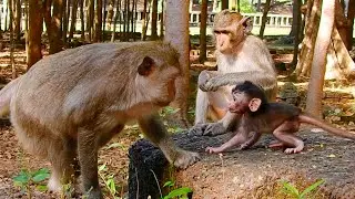 No More Milk! Don't Ask More! The Silent Leanguage Between Mom and Baby Monkey | Cutest Baby Monkey