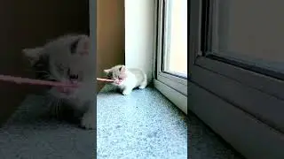 可爱的猫喵视频tiktok #shorts #13323 #shorts