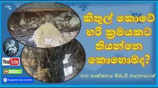 කිතුල් කොටේ හරි ක්‍රමයකට තියන්නෙ කොහොමද? | How to keep the kitul kote in the right way? #beekeeping