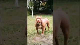 American Bully's Amon & Mazal XXL Pitbull Nira before after #AmericanBully #bullies #PitBull #bully