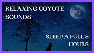 Relaxing Coyote Sounds For Sleeping | 8 Hours Of Nature Sounds For Sleeping, Studying, Relaxing