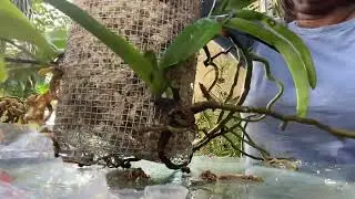 How I make wire baskets to mount my Rhyncostylis orchids#orchidcare #orchids